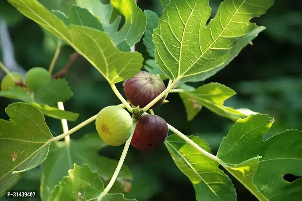 Natural Ficus Plant-thumb2