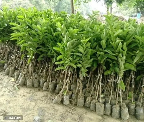 Natural Guava Plant-thumb3