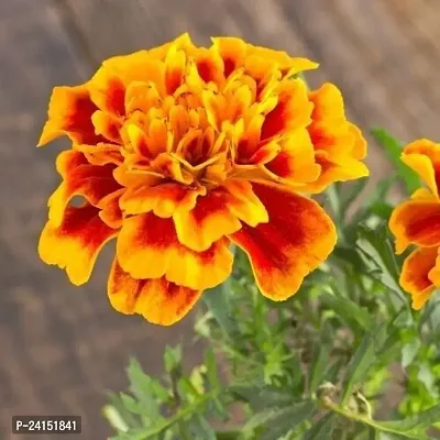 Marigold Plant