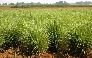 Natural Lemon Grass Plant-thumb3