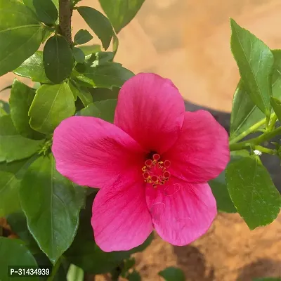 Natural Hibiscus Plant-thumb0