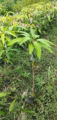 Natural Mango Plant-thumb1