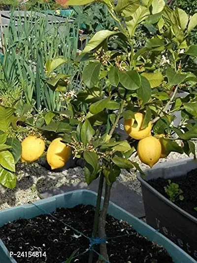 Lemon Plant