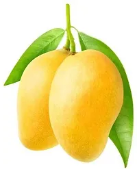 Natural Mango Plant-thumb1