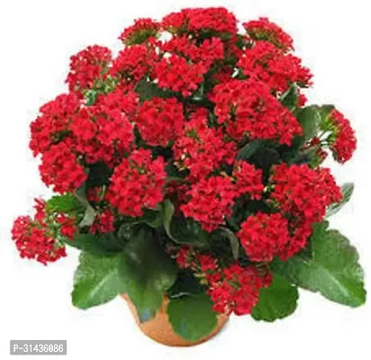 Natural Kalanchoe Plant