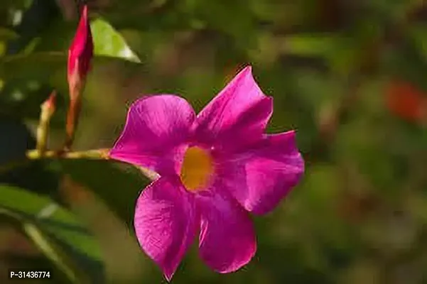 Natural Mandevilla Plant-thumb0