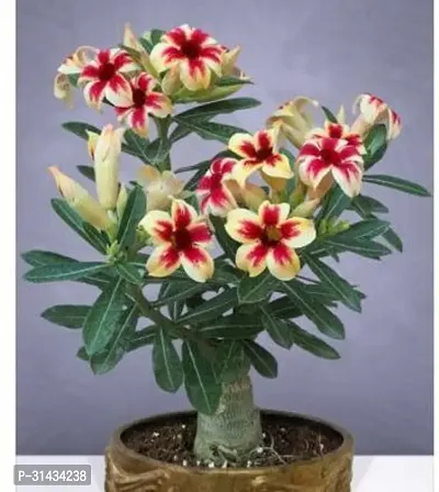 Natural Adenium Plant-thumb0