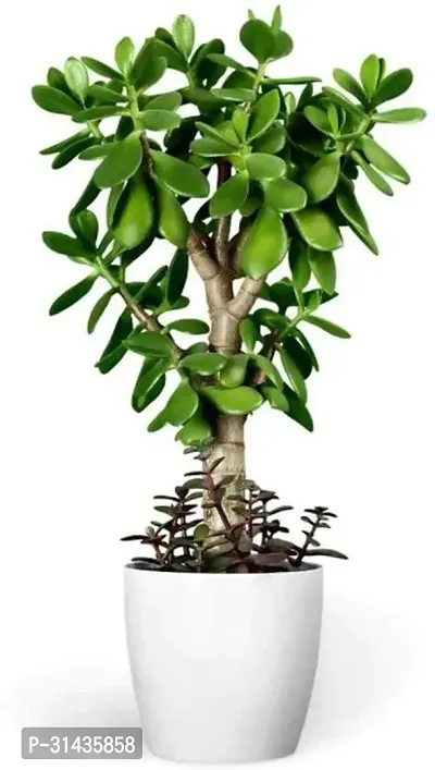 Natural Jade Plant