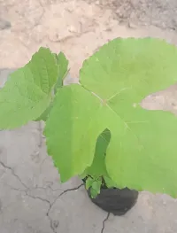 Grapes Plant-thumb1