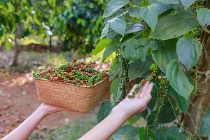 Natural Black Pepper Plant-thumb1