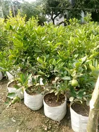 Lemon Plant-thumb3