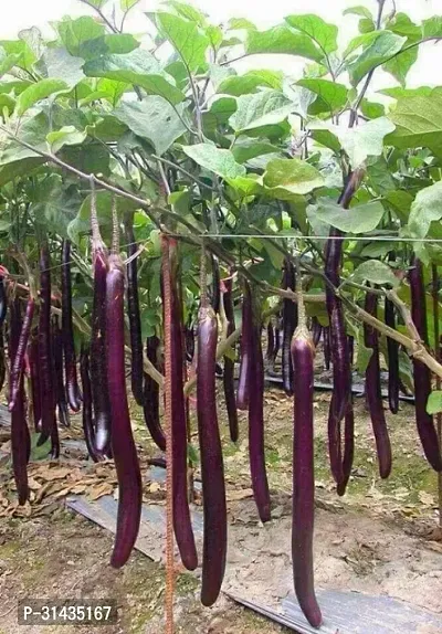 Natural Brinjal Plant