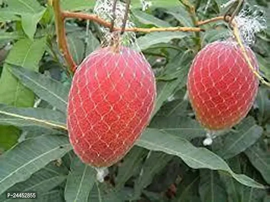 Natural Mango Plant