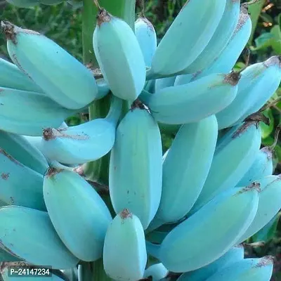 Banana Plant