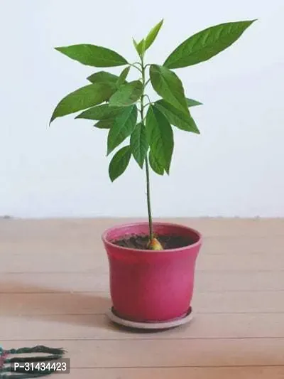 Natural Avocado Plant-thumb0