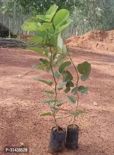 Natural Red Sandalwood Plant-thumb0