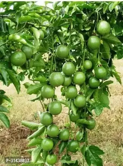 Natural Lemon Plant-thumb0