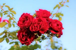 Natural Rose Plant-thumb1