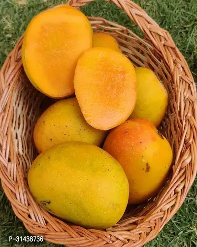 Natural Mango Plant