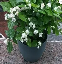 Natural Jasmine Plant-thumb1