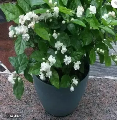 Natural Jasmine Plant-thumb2