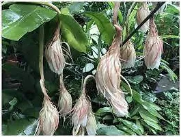 Brahma Kamal Plant-thumb1