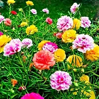 Natural Portulaca Plant-thumb1