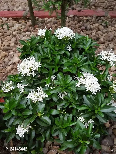 Jasmine Plant-thumb2