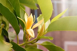 Golden Champa Plant-thumb1