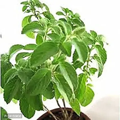 Tulsi Plant