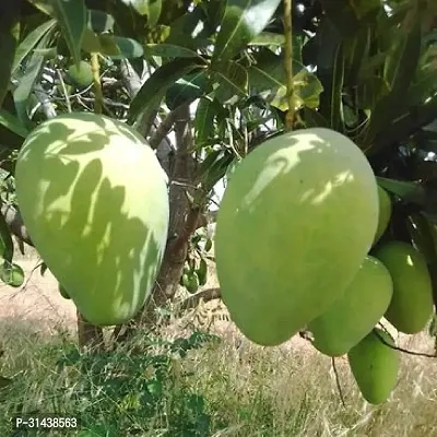 Natural Mango Plant