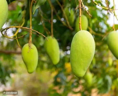 Mango Plant