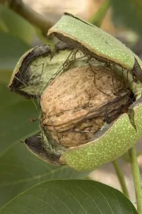 Natural Walnut Plant-thumb1