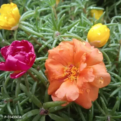 Natural Portulaca Plant