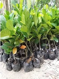 Natural Jack Fruit Plant-thumb1