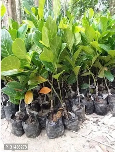 Natural Jack Fruit Plant-thumb2