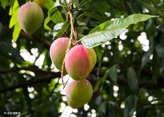 Mango Plant