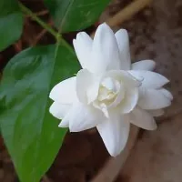 Natural Jasmine Plant-thumb2