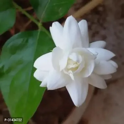 Natural Jasmine Plant-thumb3