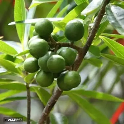 Natural Rudraksha Plant-thumb2