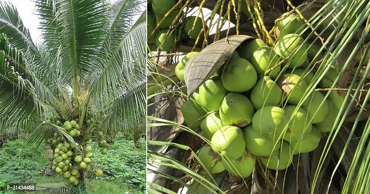 Natural Coconut Plant