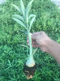 Natural Adenium Plant-thumb2