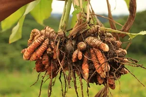 Natural Turmeric Plant-thumb2