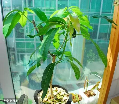 Mango Plant