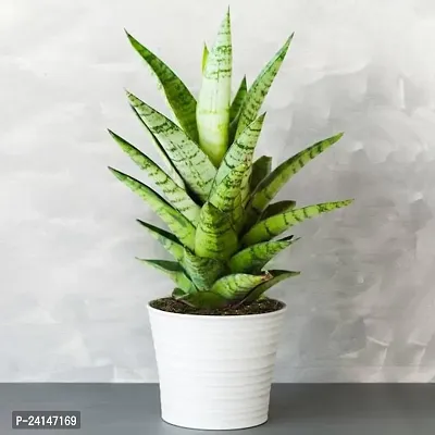 Snake Plant