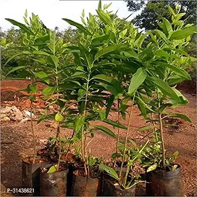 Natural White Sandalwood Plant