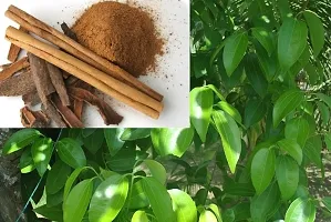 Natural Cinnamon Plant-thumb1