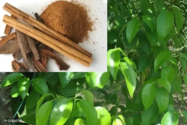 Natural Cinnamon Plant-thumb2