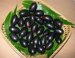 Natural Jamun Plant-thumb3