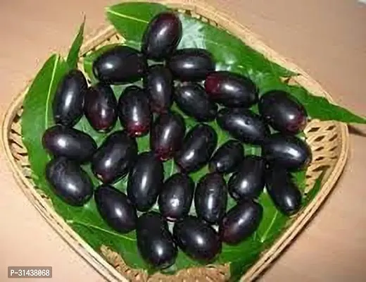 Natural Jamun Plant-thumb4